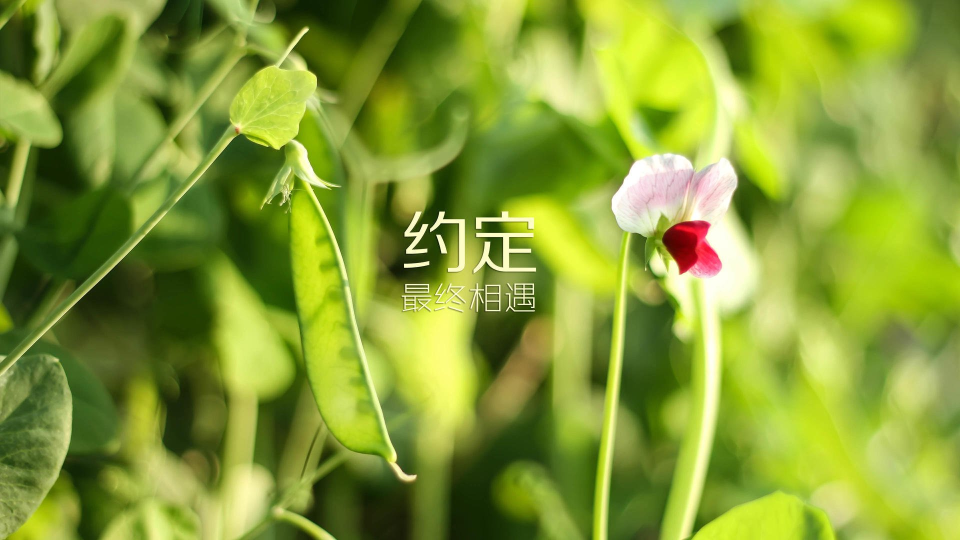 公牛通过侧翼跑动牵制对手防线，公牛侧面